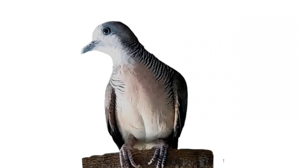 Burung Perkutut Cilacap: Kebanggaan Warga yang Menghiasi Hari